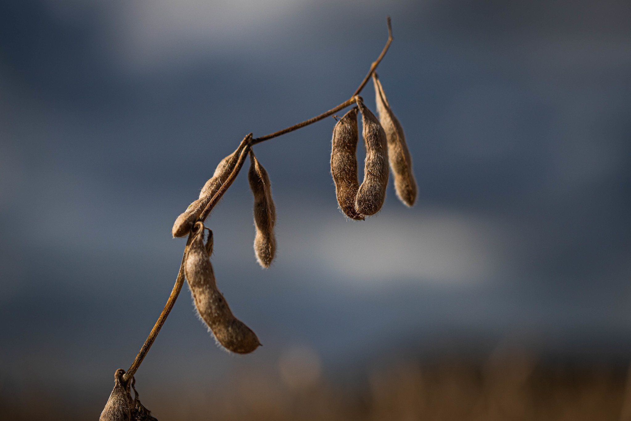 Soja cai timidamente em Chicago nesta 6ª feira, acompanhando perdas fortes do óleo