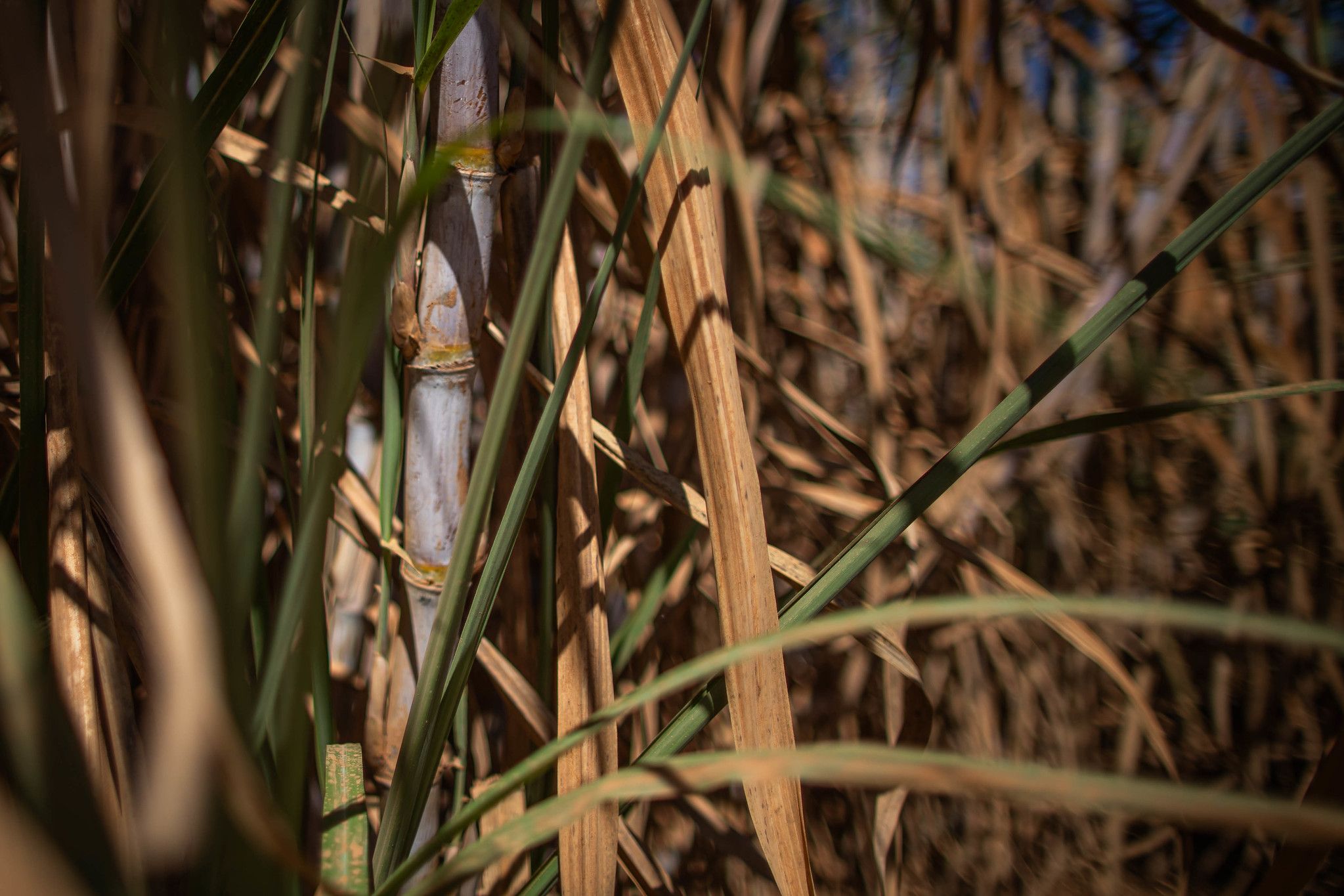 Açúcar avança nesta sexta com suporte em expectativas sobre política indiana de etanol